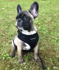 Puppia Ritefit Dog Harness