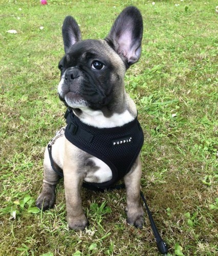Puppia ritefit dog harness - ritefit,