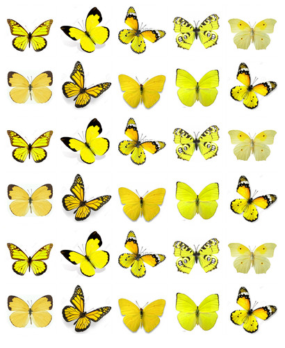 Yellow butterflies 30 - butterflies,