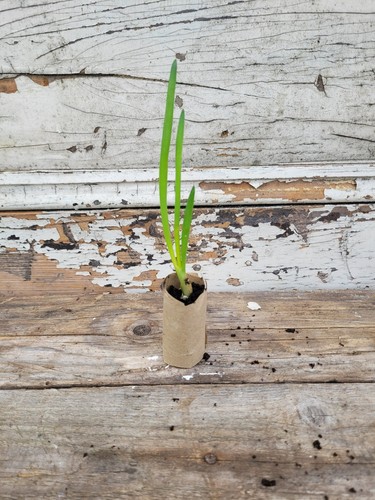 Egyptian walking onion - egyptian,