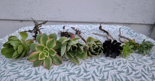 Aeonium cuttings - , x8