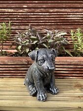 jack russell pup garden