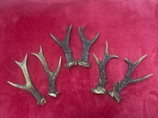 3 PAIRS OF ROE DEER ANTLERS