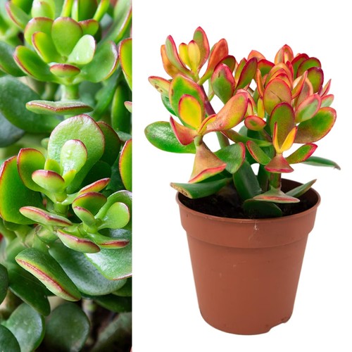 Crassula ovata 12cm pot - crassula,