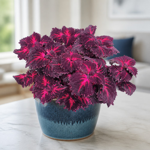 Coleus flamingo mini - flamingo, 2x