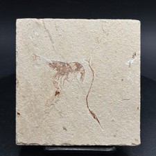 Lebanocaris rogeri &