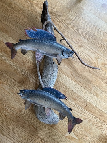 Artic grayling taxidermy mount - grayling,