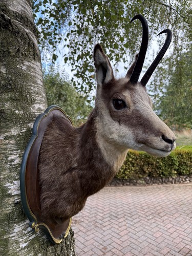 Taxidermy vintage alpine - taxidermy,