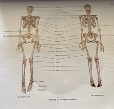 Brief Atlas of the Human Skeleton : Surface Anatomy and Selected Medical Images