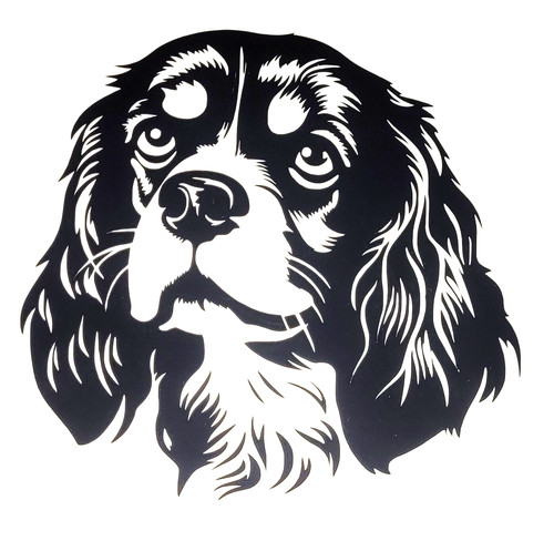 Cavalier king charles - 1x,