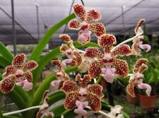 Rare Vanda lombokensis orchid plant