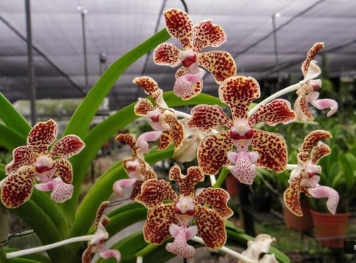 Rare vanda lombokensis - vanda,