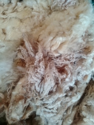 Cotswold sheep fleece wool - cotswold,