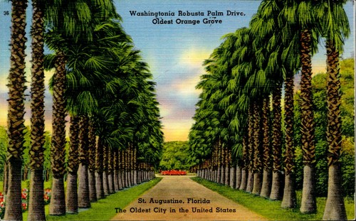 Ce3603 washingtonia robusta - ce3603,