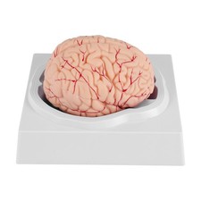 Human Brain, Size Human Brain