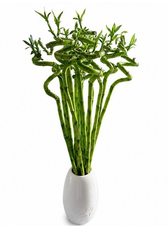 Fresh lucky bamboo 80cm