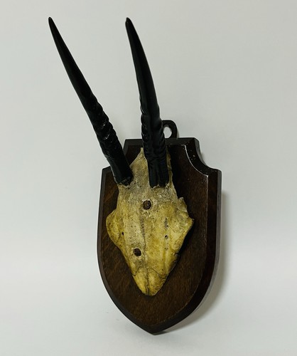 Antique taxidermy mounted - ​antique,