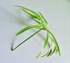 Cyperus Cypress Glass Grass PAPYRUS Water Palm Pond Balcony Mini