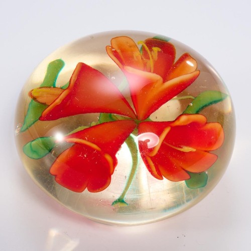 Clivia miniata bush lily - clivia,