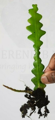 Fishbone cactus epiphyllum - fishbone, cactus(epiphyllum
