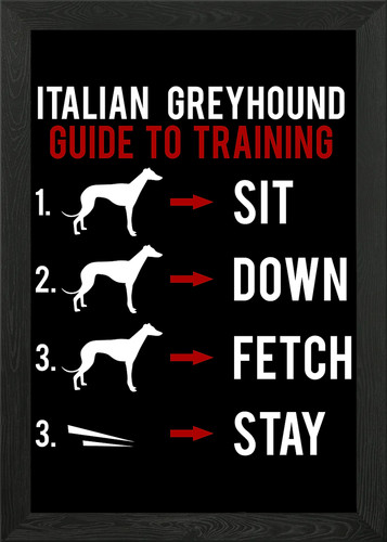 Italian greyhound guide - italian,