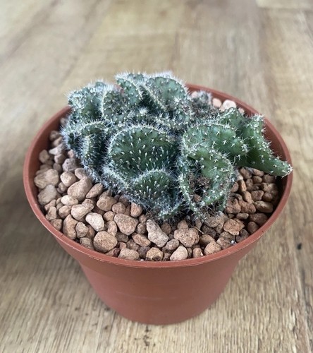 Opuntia cylindrica minor - opuntia,