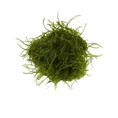 Java moss live - moss,