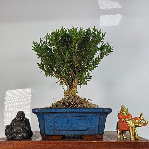 Boxwood - (buxus, harlandii)