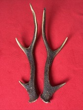 PAIR OF SIKA DEER ANTLERS 235g.   aprox. 30/31cm.