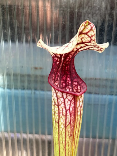 Sarracenia anne carlisle - anne,