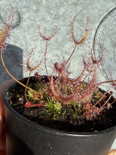 Drosera binata carnivorous - binata,
