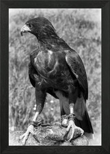 Harris Hawk. Suffolk UK Framed