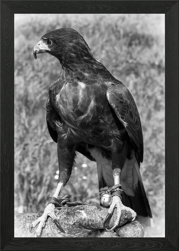 Harris hawk suffolk - harris,
