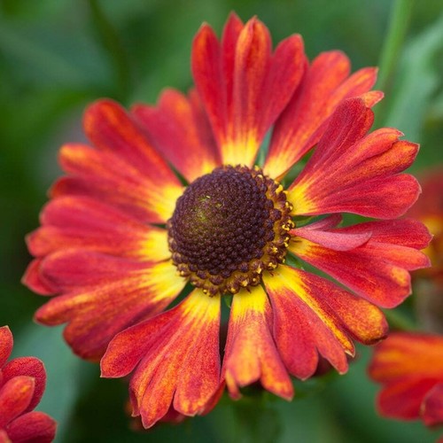 Helenium autumnale salsa - 50,
