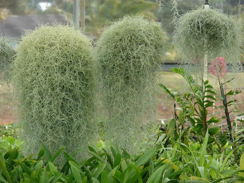 Spanish moss air - spanish,