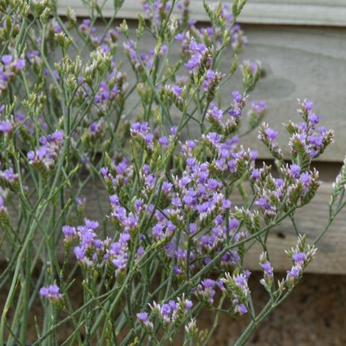 Rock sea lavender - , plant