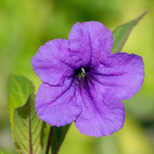 Petunia wild ruellia - petunia,, (ruellia