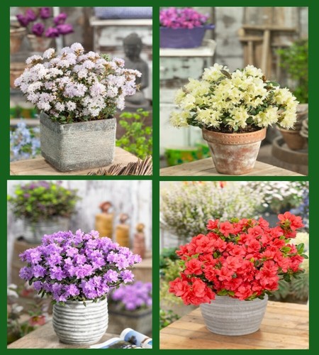 Mixed large dwarf - large,
