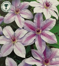 1 X Very Healthy "Nelly Moser"