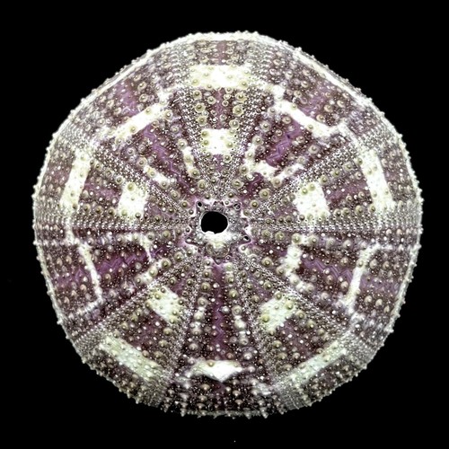 Large sea urchin tartan - x,