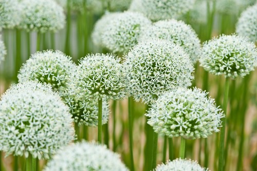 Giant allium mount everest - giant,