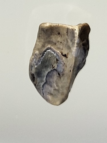 Edmontosaurus tooth hell creek - edmontosaurus,