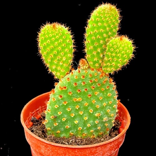 Opuntia rufida red - opuntia,