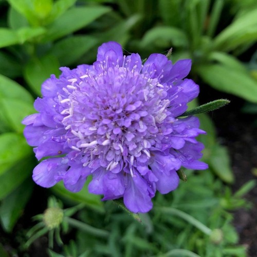 Scabiosa incisa plug plants - scabiosa,