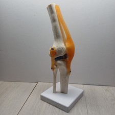Human Anatomical Knee Joint