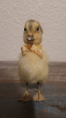 Real domestic yellow duckling - domestic,