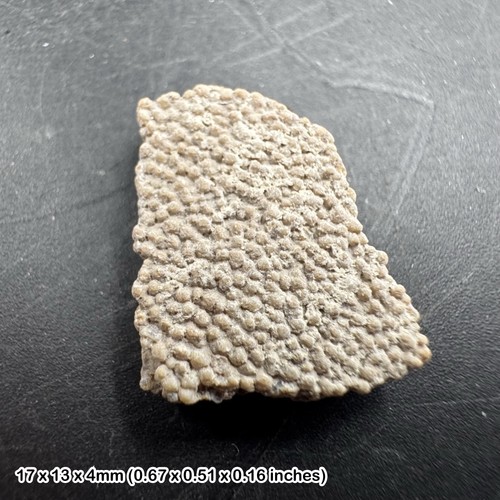 Titanosaur dinosaur eggshell