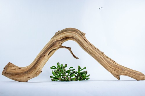 Manzanita aquarium driftwood - manzanita,