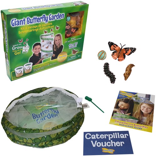 Insect lore giant butterfly - insect,