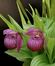 Cypripedium Pink, Hardy Garden